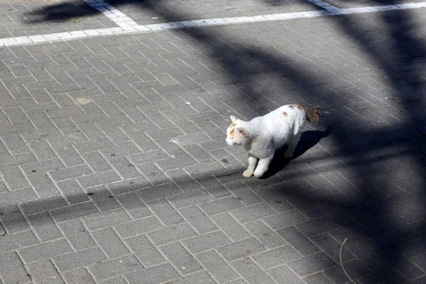 Pavimento Una Pasarela Peatonal Situada Los Lados Calle Ciudad — Foto de Stock