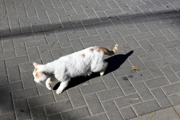 Der Bürgersteig Ist Ein Fußweg Der Sich Den Seiten Der — Stockfoto