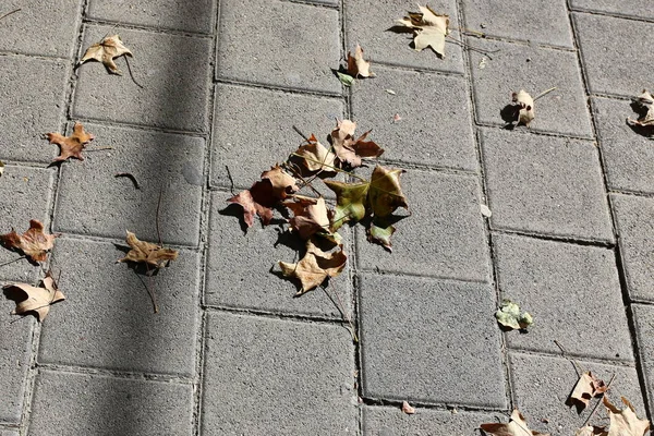 Pavimento Uma Passarela Pedonal Localizada Nos Lados Rua Cidade — Fotografia de Stock