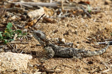 kertenkele bir taşa oturur ve güneşin altında basks 