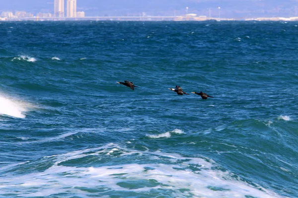 Aves Las Orillas Del Mediterráneo Norte Israel — Foto de Stock