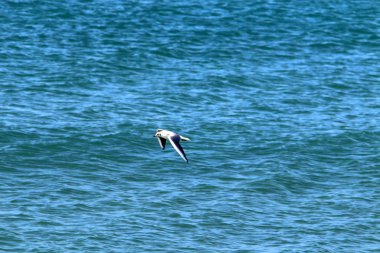 kuşlar Kuzey İsrail'Akdeniz kıyısında 