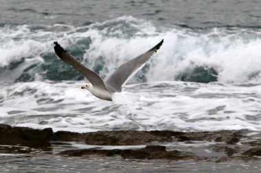 kuşlar Kuzey İsrail'Akdeniz kıyısında 