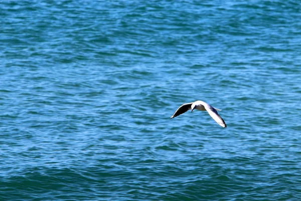 Uccelli Sulle Rive Del Mediterraneo Nel Nord Israele — Foto Stock