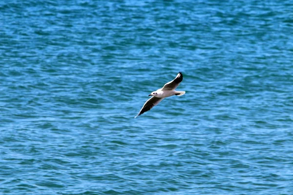 Птицы Побережье Средиземного Моря Севере Израиля — стоковое фото
