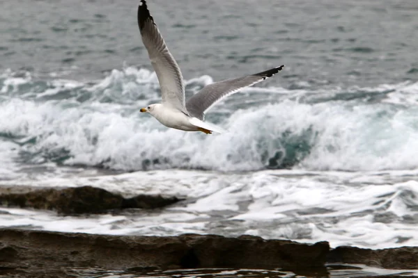 Kuşlar Kuzey Srail Akdeniz Kıyısında — Stok fotoğraf