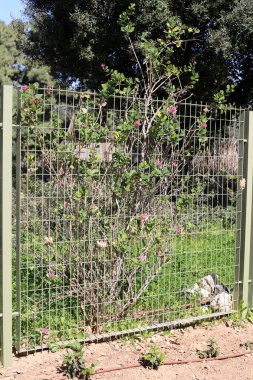 Bir çit bir yabancı topraklarda kenarlığını işaretlemek için kullanılan bir yapıdır. 