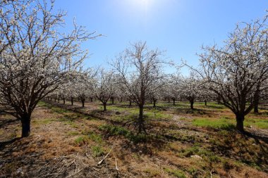 Büyük bir meyve bahçesinde İsrail badem çiçekleri 