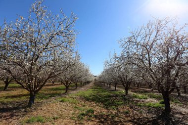 Büyük bir meyve bahçesinde İsrail badem çiçekleri 