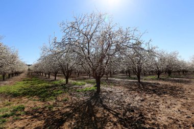 Büyük bir meyve bahçesinde İsrail badem çiçekleri 