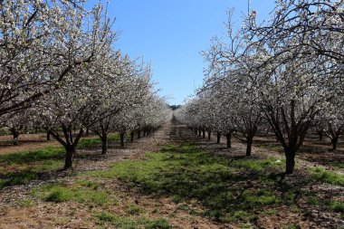 Büyük bir meyve bahçesinde İsrail badem çiçekleri 