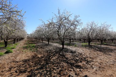 Büyük bir meyve bahçesinde İsrail badem çiçekleri 