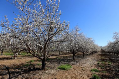 Büyük bir meyve bahçesinde İsrail badem çiçekleri 