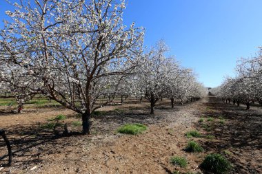 Büyük bir meyve bahçesinde İsrail badem çiçekleri 