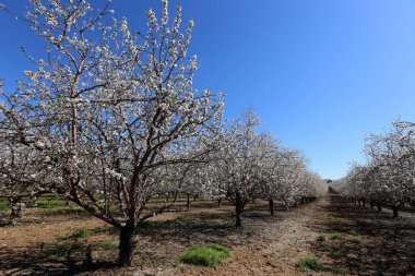 Büyük bir meyve bahçesinde İsrail badem çiçekleri 