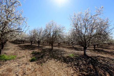 Büyük bir meyve bahçesinde İsrail badem çiçekleri 