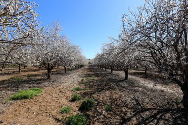 Büyük bir meyve bahçesinde İsrail badem çiçekleri 