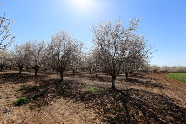 Büyük bir meyve bahçesinde İsrail badem çiçekleri 