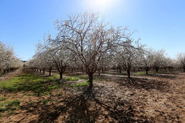 Büyük bir meyve bahçesinde İsrail badem çiçekleri 