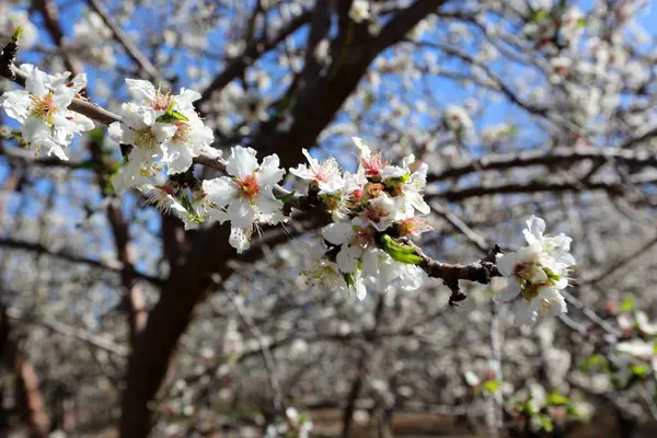 Flores Amêndoa Grande Pomar Israel — Fotografia de Stock