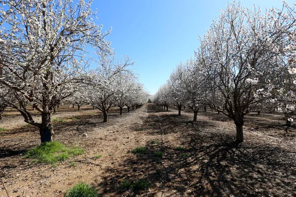 Büyük bir meyve bahçesinde İsrail badem çiçekleri 