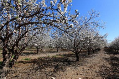 Büyük bir meyve bahçesinde İsrail badem çiçekleri 