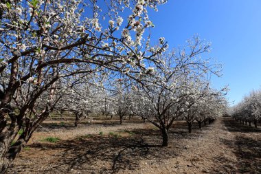 Büyük bir meyve bahçesinde İsrail badem çiçekleri 