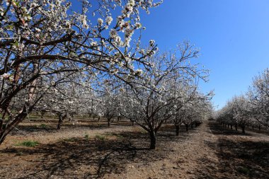 Büyük bir meyve bahçesinde İsrail badem çiçekleri 