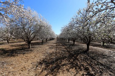 Büyük bir meyve bahçesinde İsrail badem çiçekleri 