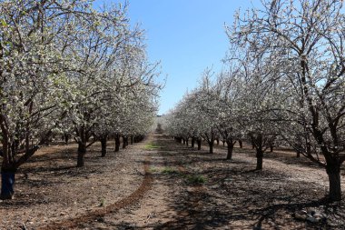Büyük bir meyve bahçesinde İsrail badem çiçekleri 