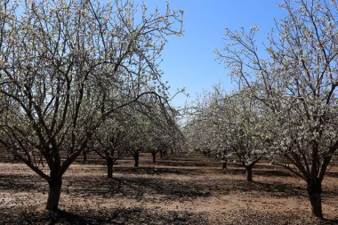 Büyük bir meyve bahçesinde İsrail badem çiçekleri 