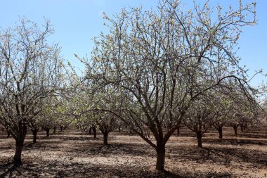 Büyük bir meyve bahçesinde İsrail badem çiçekleri 