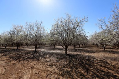 Büyük bir meyve bahçesinde İsrail badem çiçekleri 