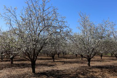 Büyük bir meyve bahçesinde İsrail badem çiçekleri 