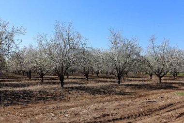 Büyük bir meyve bahçesinde İsrail badem çiçekleri 