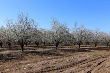 Büyük bir meyve bahçesinde İsrail badem çiçekleri 