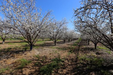 Büyük bir meyve bahçesinde İsrail badem çiçekleri 