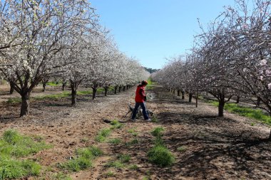 Büyük bir meyve bahçesinde İsrail badem çiçekleri 