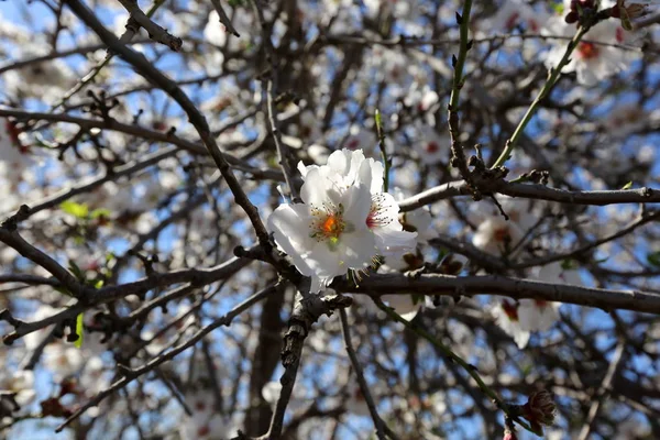 Flores Amêndoa Grande Pomar Israel — Fotografia de Stock