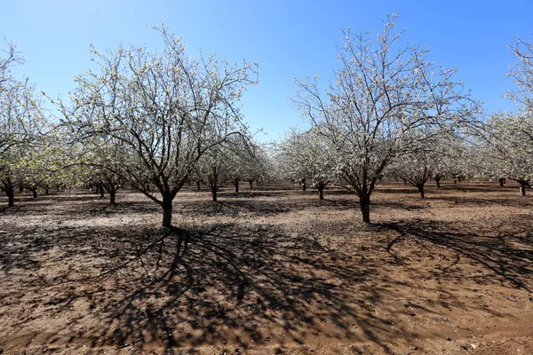 stock image Almond blossoms in a large orchard in Israel 