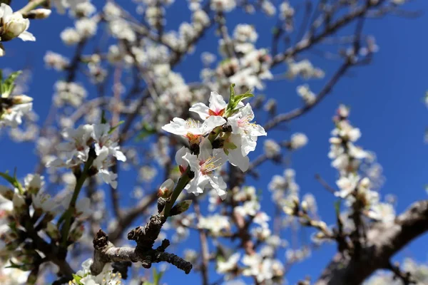 Flores Amêndoa Grande Pomar Israel — Fotografia de Stock