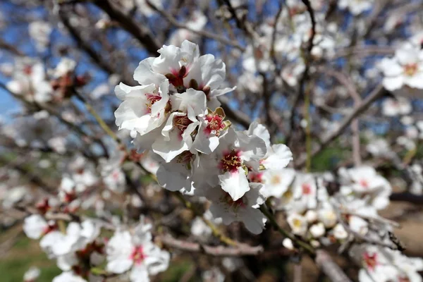 Flores Amêndoa Grande Pomar Israel — Fotografia de Stock