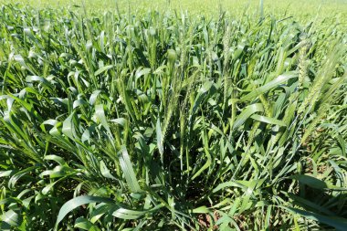 Şubat ayında Kuzey İsrail alanında yeşil buğday yetişir 