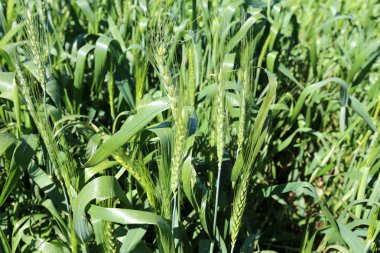 Şubat ayında Kuzey İsrail alanında yeşil buğday yetişir 