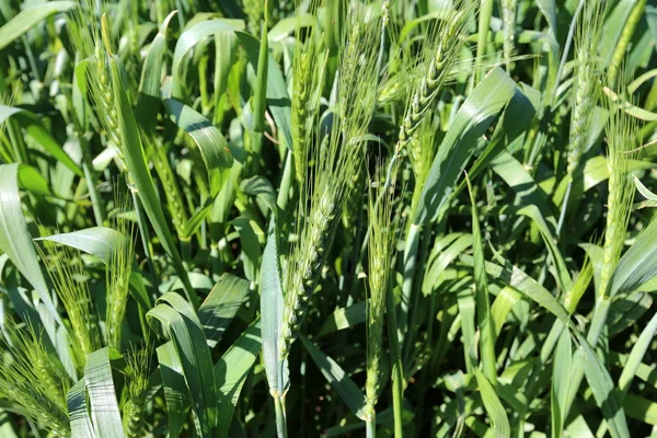 stock image green wheat grows in a field in northern Israel in February 