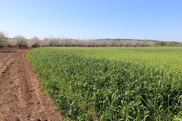 Trigo Verde Cresce Campo Norte Israel Fevereiro — Fotografia de Stock