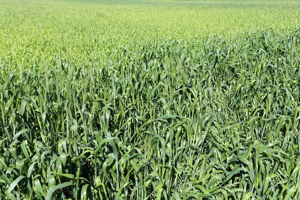 Trigo Verde Cresce Campo Norte Israel Fevereiro — Fotografia de Stock