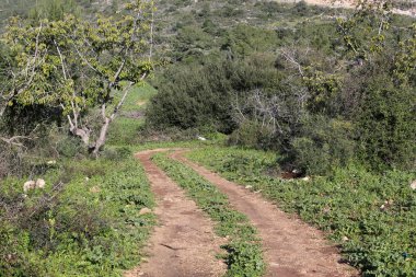 Kuzey İsrail bir ormanda ülkede yol 