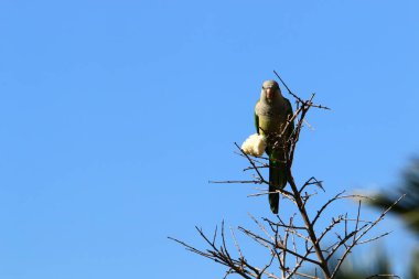 yüksek bir ağaç dal yeşil papağan oturur 