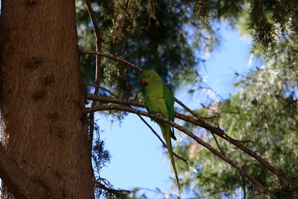 Зелений Папуга Сидить Високому Дереві Гілці — стокове фото